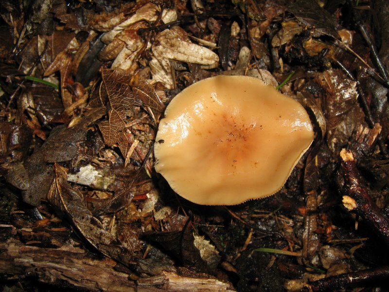 Funghi da Le Piastre